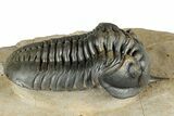 Morocconites Trilobite Fossil - Top Quality Specimen #339397-1